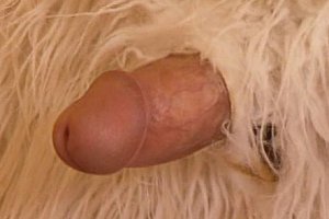 Chinesestudentsfuck Porn